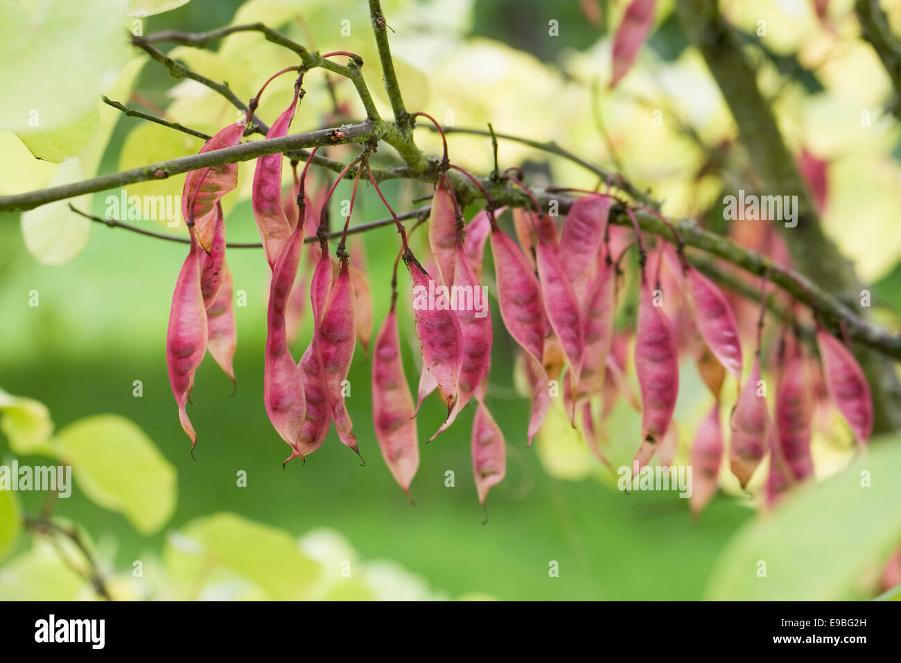 Cercis siliquastrum seed pods. Judas tree in Autumn Stock Photo