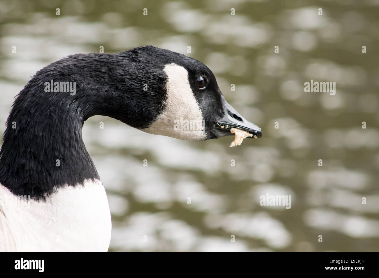 canada goose shop prague canada goose shop prague