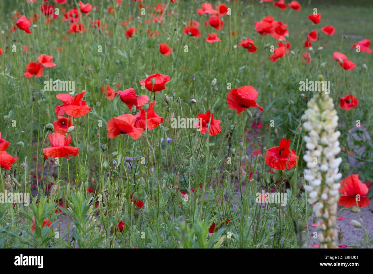 Poppy seed field Stock Photo, Royalty Free Image 74712849 Alamy