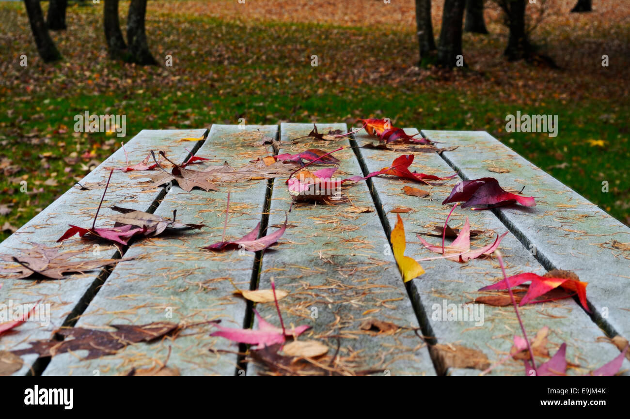 Colourful_Autumn_leaves_scattered_on_a_p