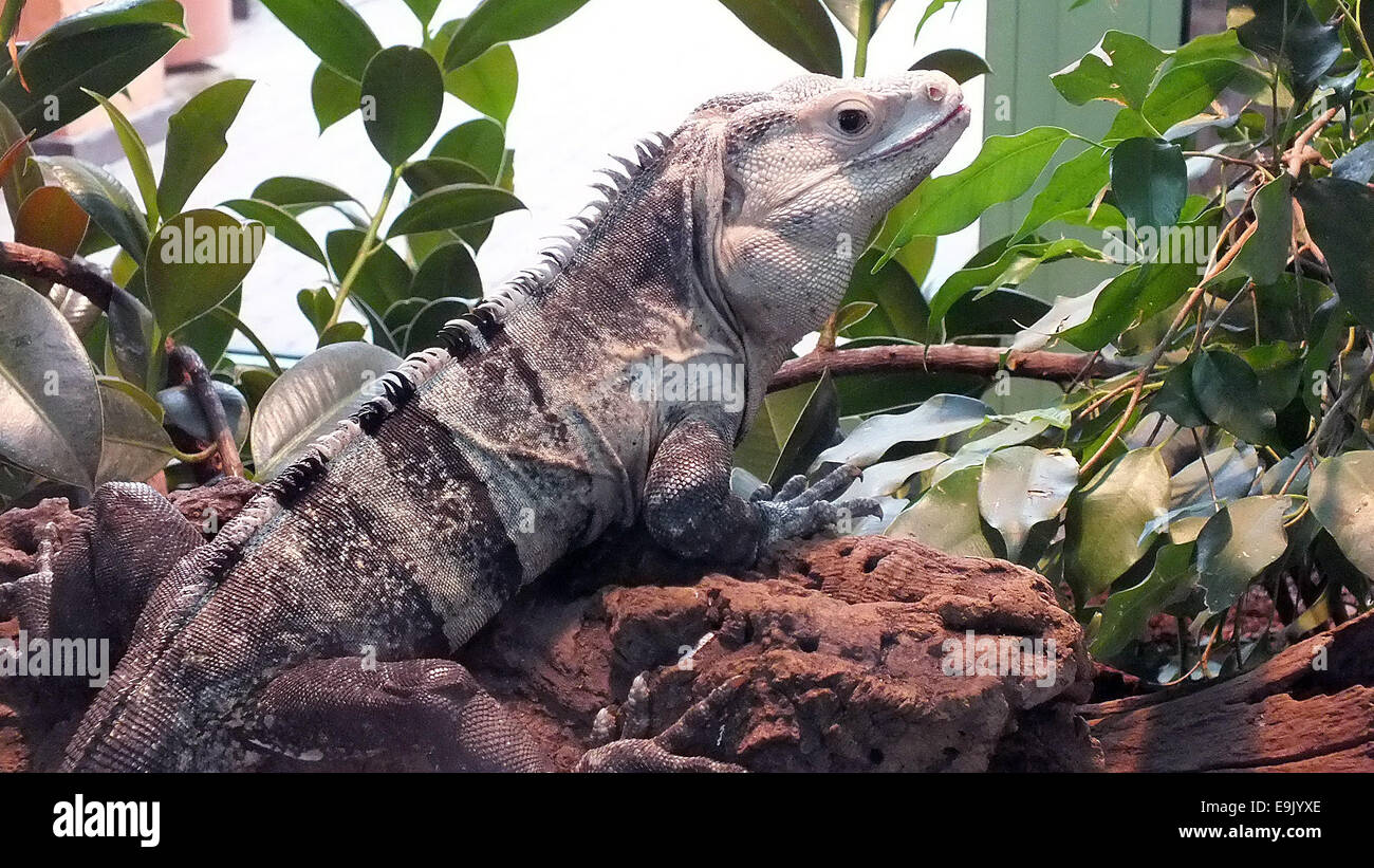 Black Spiny Tailed Iguana Ctenosaura Similis Stock Photo Alamy