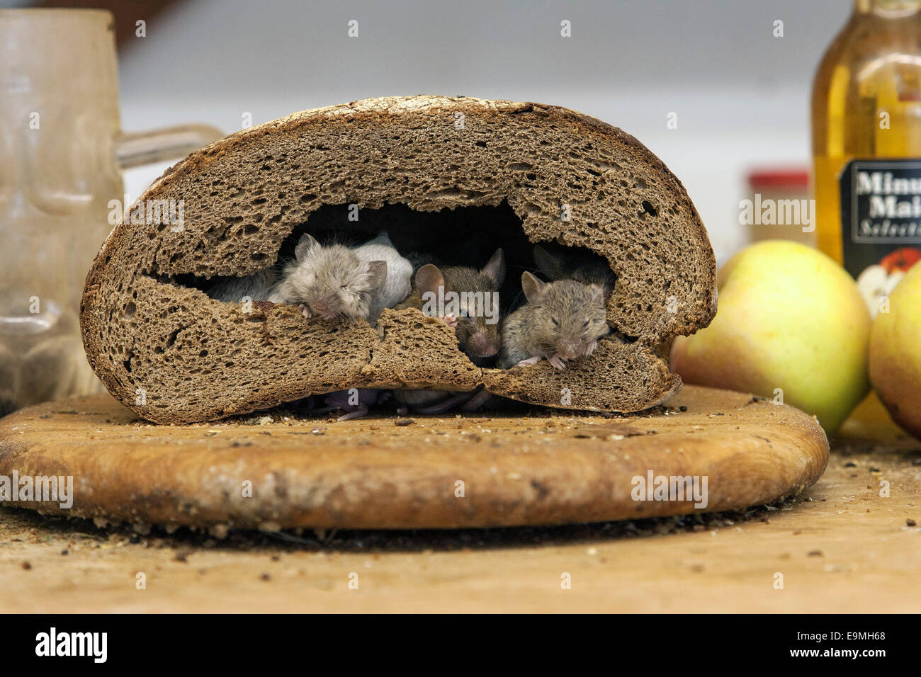 Mice inside a bread loaf, mouse family Stock Photo, Royalty Free Image 74825920 Alamy
