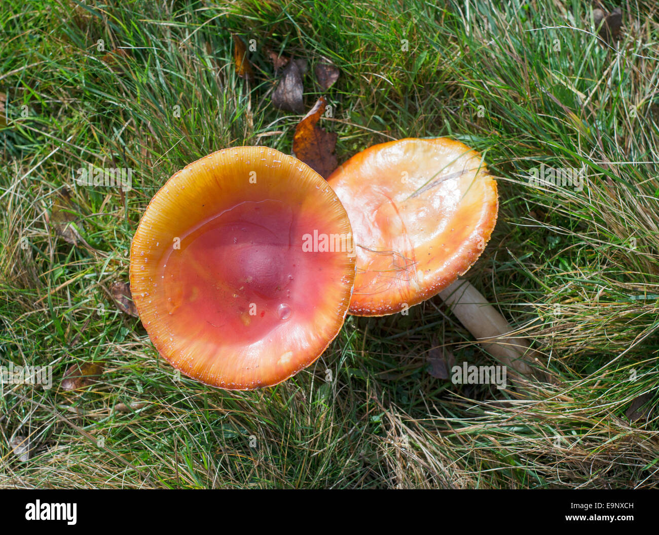 Mushrooms-seen-growing-near-the-path-For