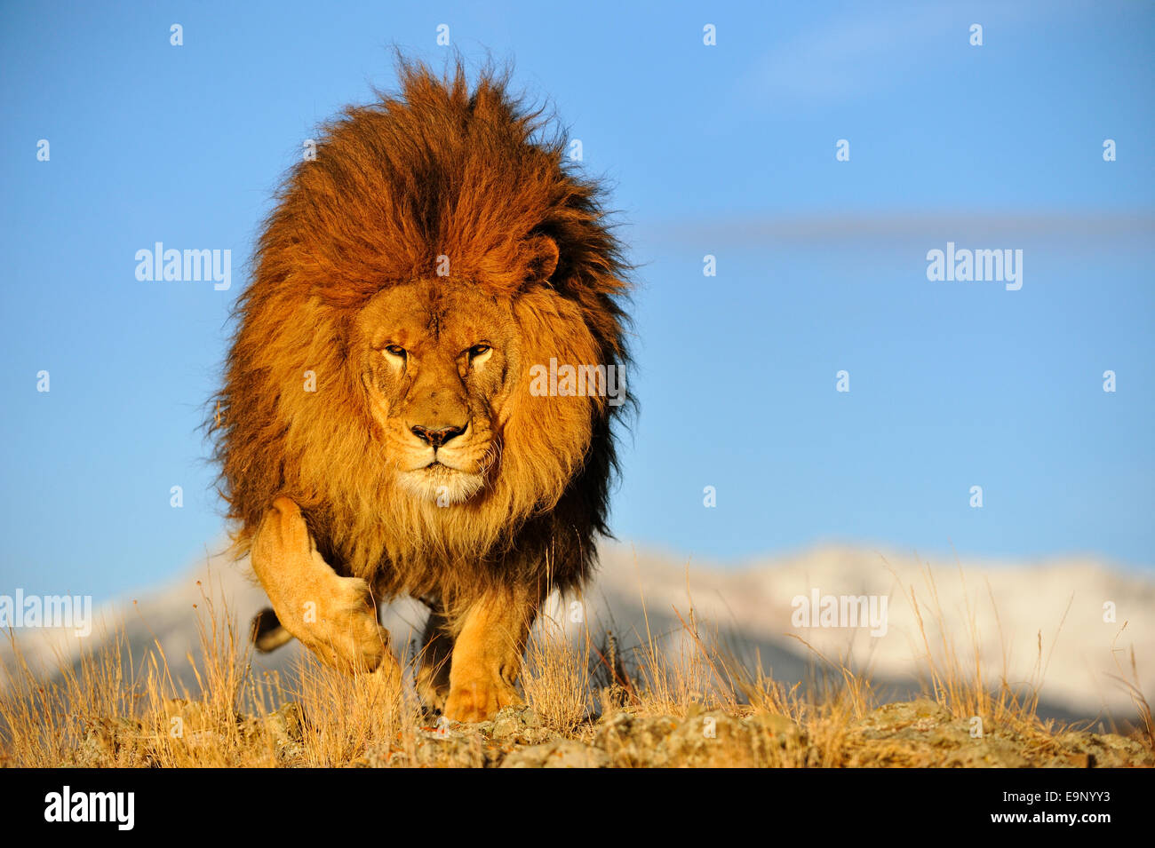 How many African lions are there in the wild?