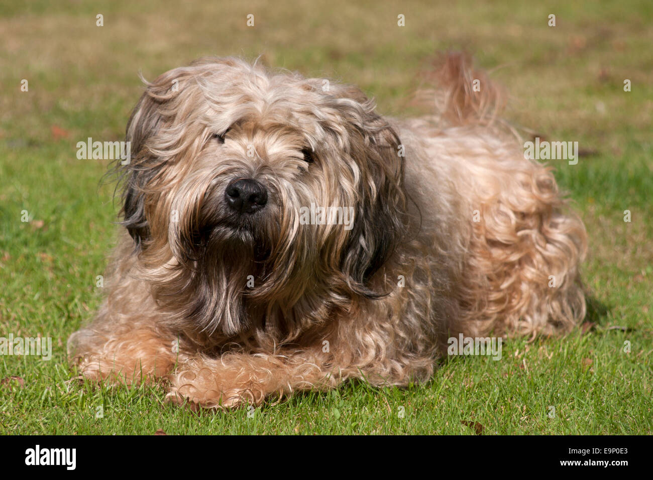 Irish Soft Coated Wheaten Terrier Adult Dog Lying N Garden Stock