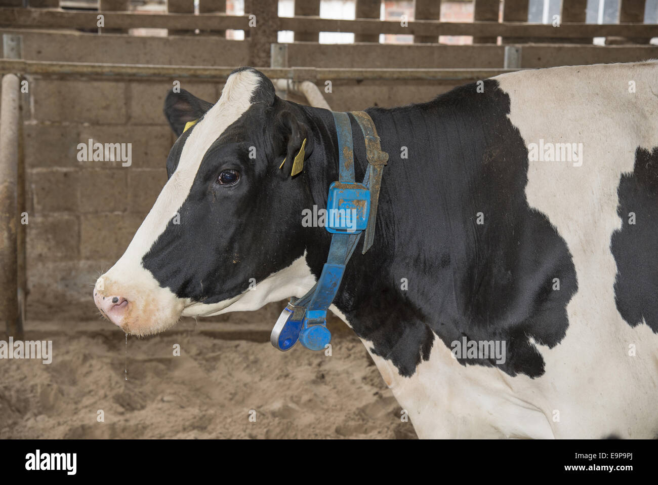 Domestic Cattle, Holstein cow, close-up of head, with neck collar and