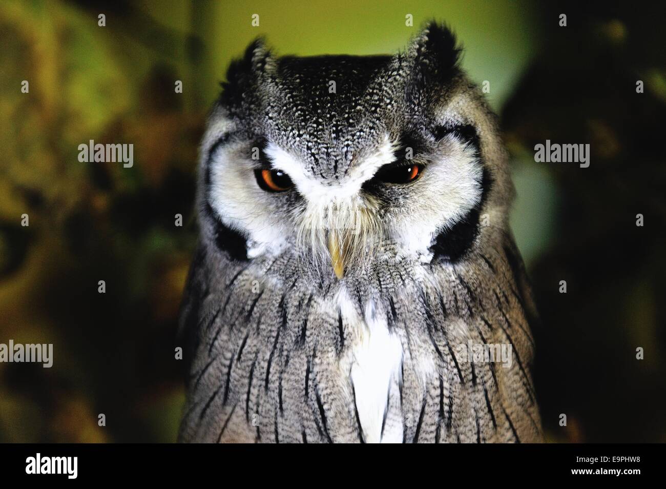 Owl staring Stock Photo, Royalty Free Image 74870356 Alamy