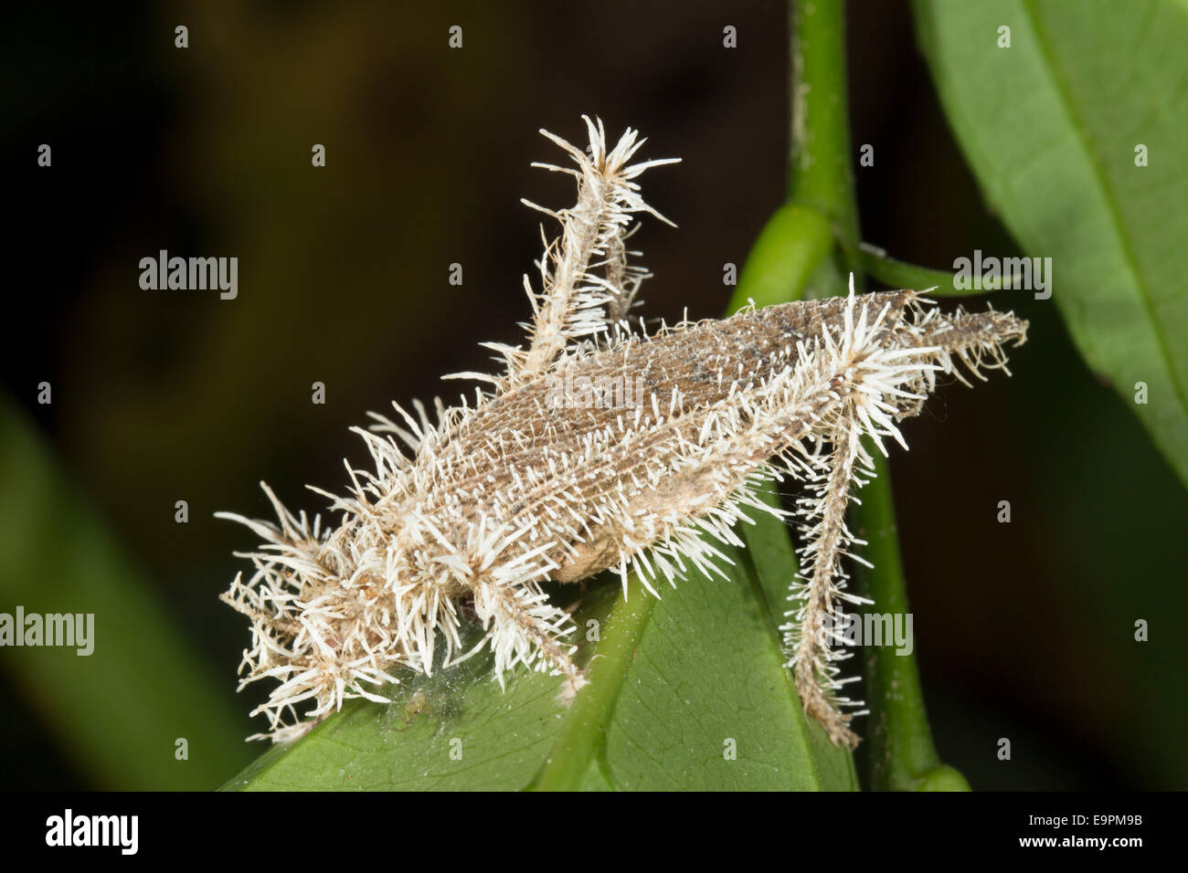 Cordyceps fungus parasitising a cricket which has died and is hanging