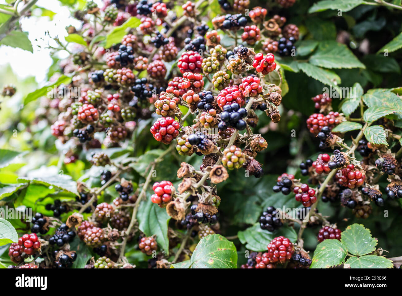 Red and black wild blackberries bushes and branches on green leaves