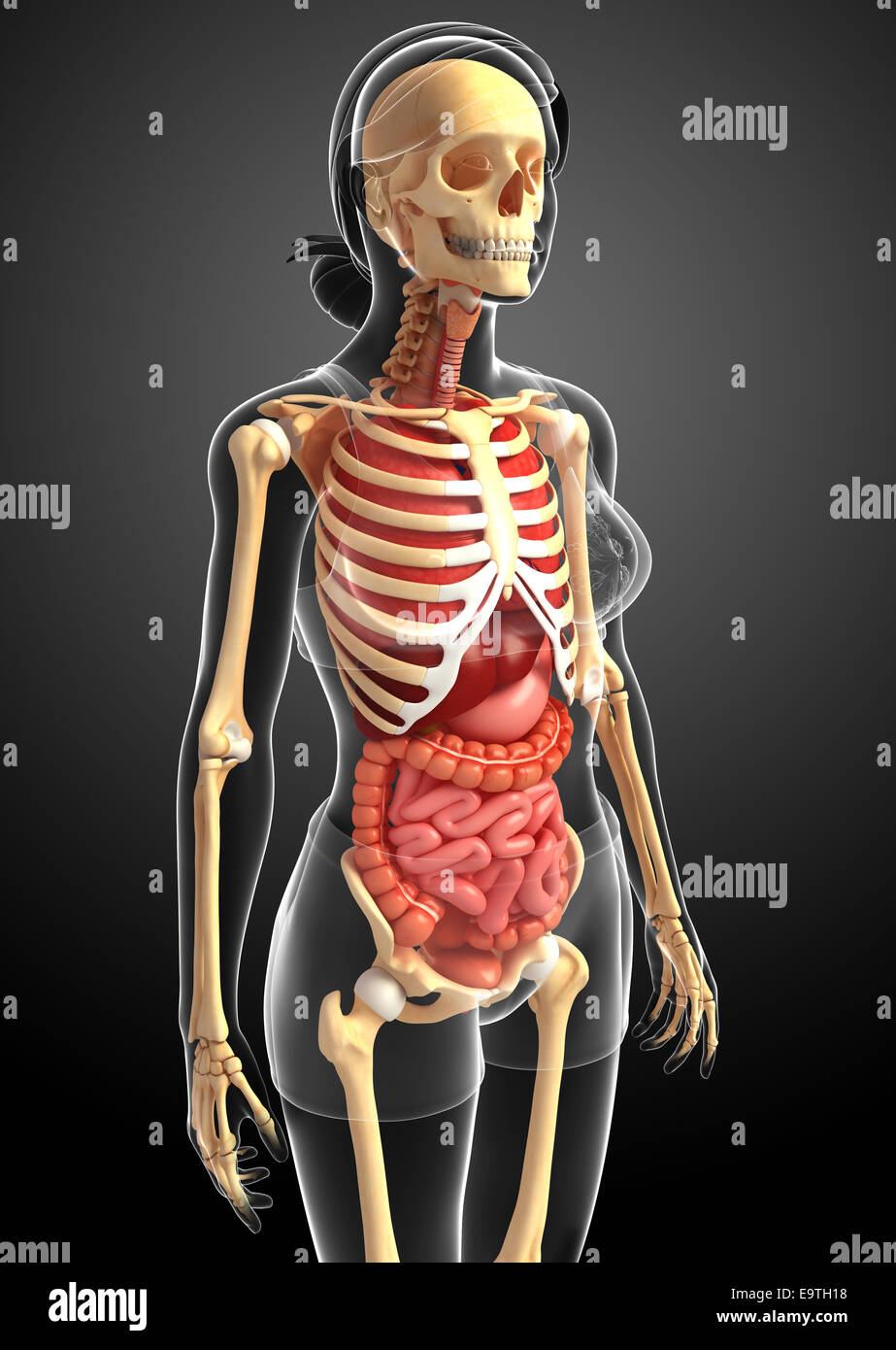 Illustration of female skeleton digestive system Stock Photo, Royalty