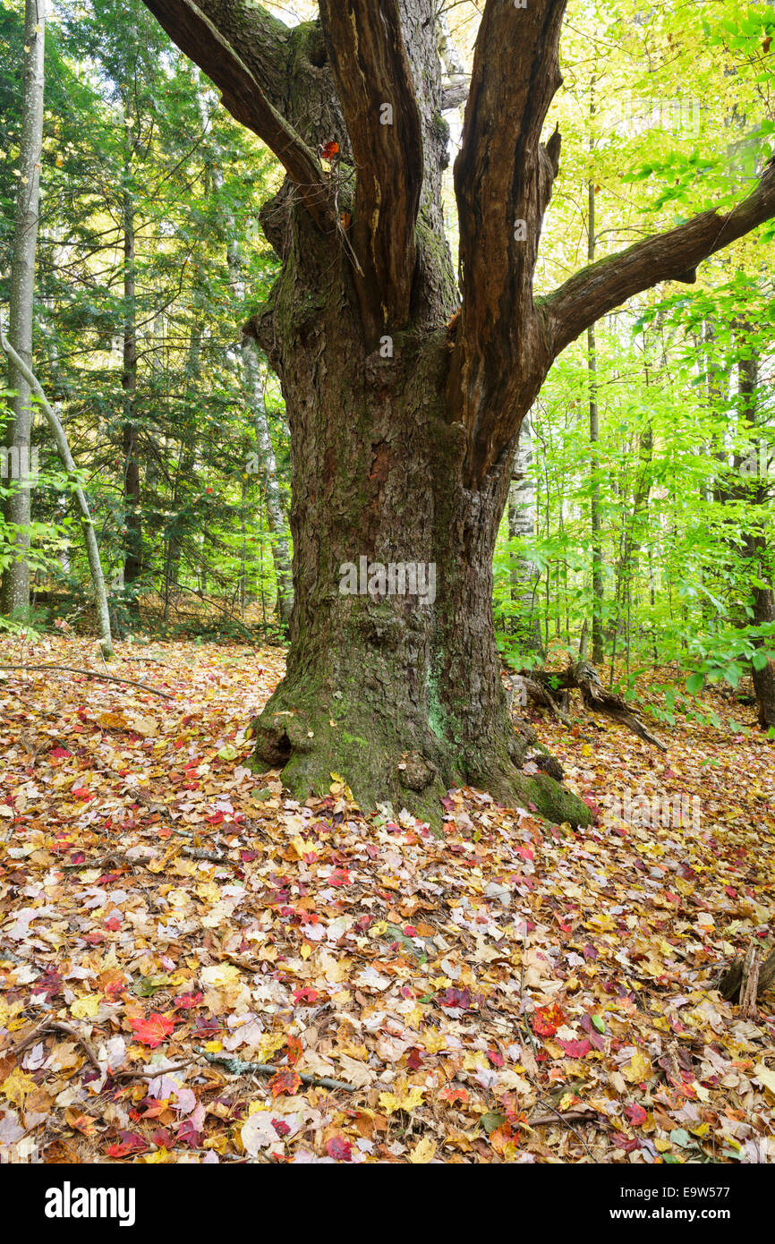 cherry tree rehab black cherry tree along the sargent trail at friedsam town stock photo royalty free image cherry tree rehab black cherry tree along the sargent trail at friedsam town stock photo royalty free image