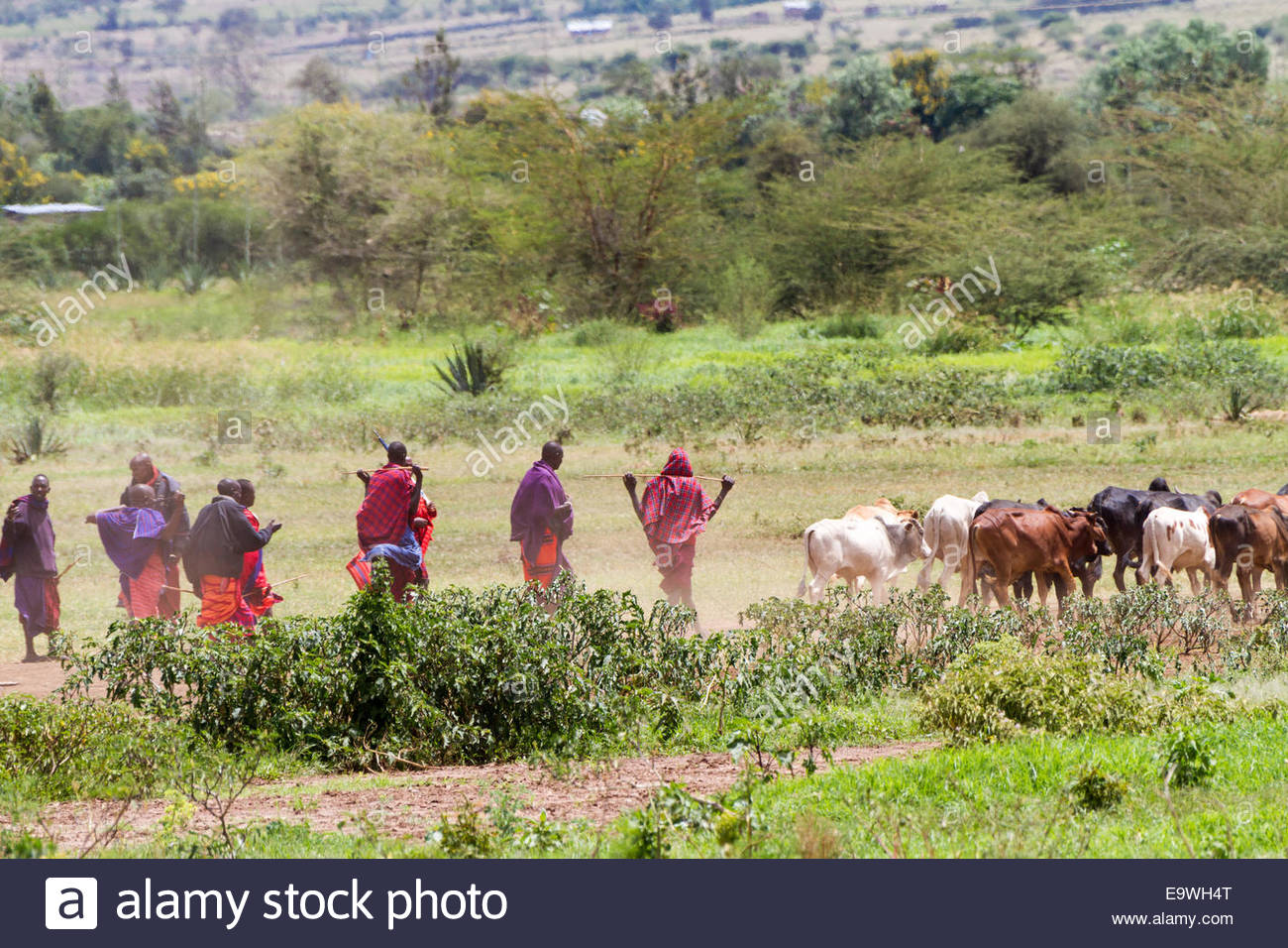 cattle people in east africa Loss of fertile land fuels ‘looming crisis’ across africa kenya in the east too many people, too many cattle and too little. cattle people in east africa Loss of fertile land fuels ‘looming crisis’ across africa kenya in the east too many people, too many cattle and too little.