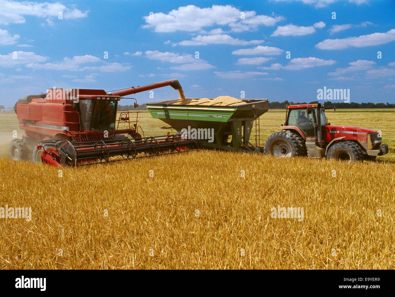 Agriculture A Case IH combine augers newly harvested rice into a