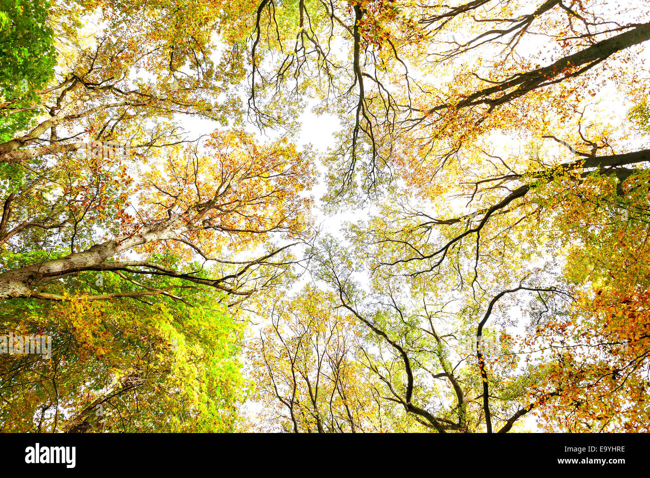 Looking Up Through Autumn Trees Nature Background Stock Photo Alamy