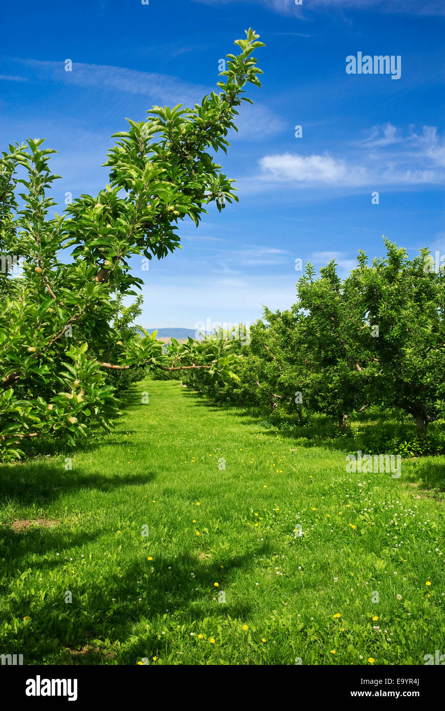 Agriculture Apple orchard in late Spring post bloom stage / Yakima