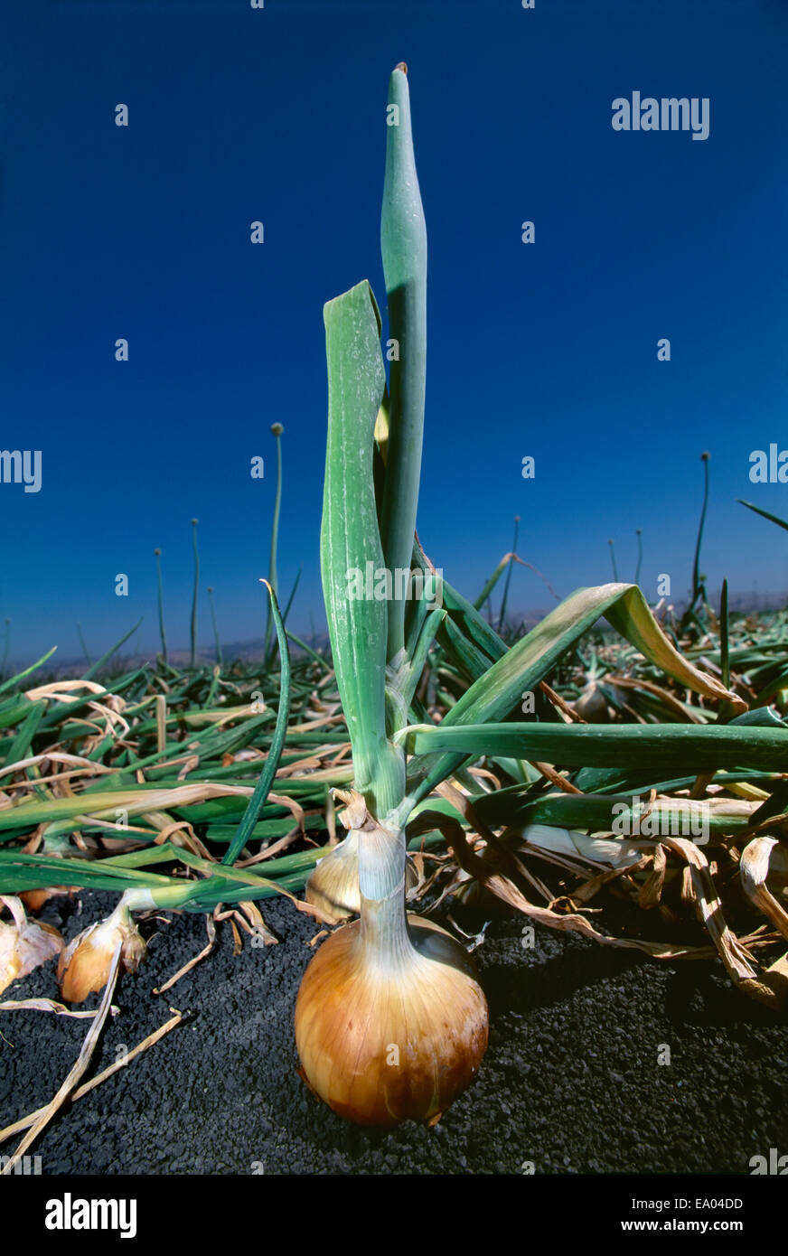 Agriculture A mature yellow onion in the field, ready for harvest
