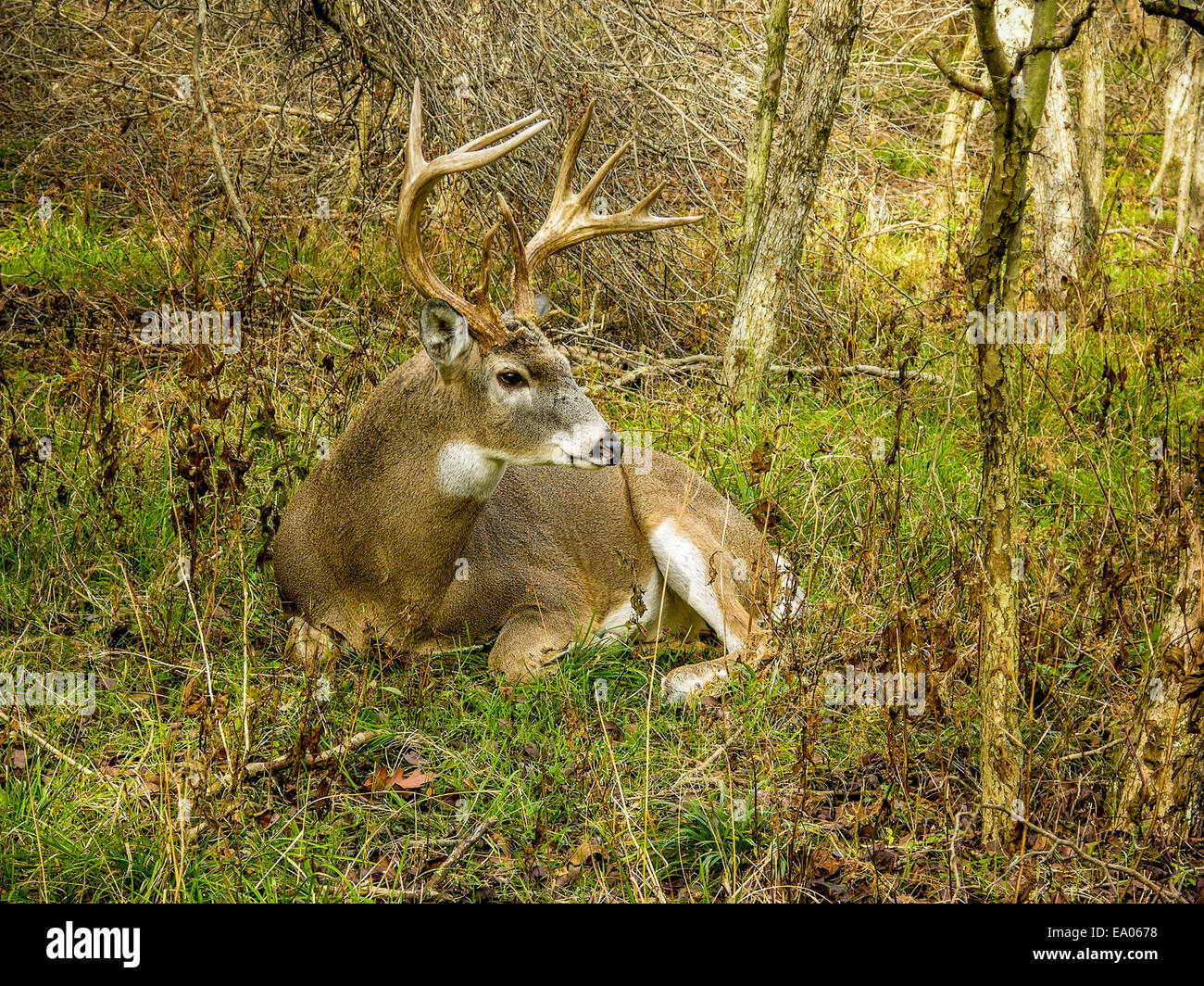 Whitetail Deer Buck bedded down in the woods Stock Photo, Royalty Free