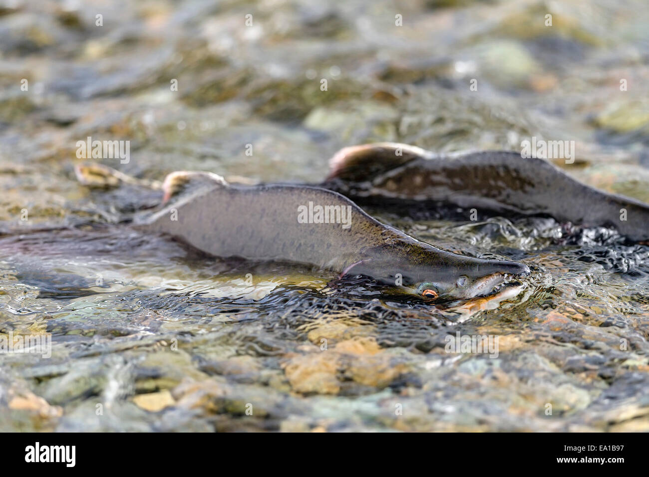Pacific Pink salmon (Oncorhynchus gorbuscha) swimming upstream to Stock