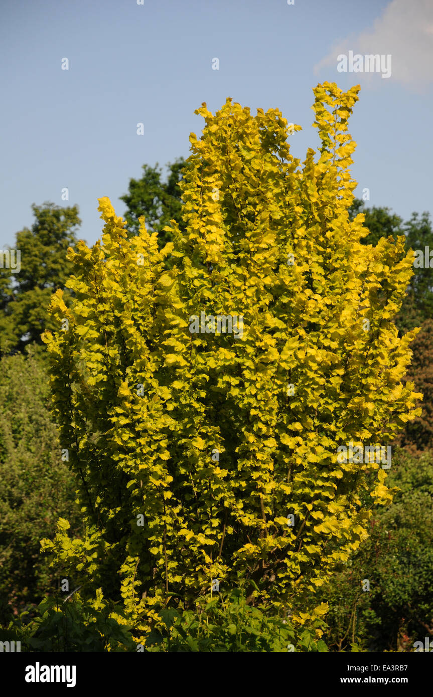 Golden elm Stock Photo, Royalty Free Image 75072235 Alamy