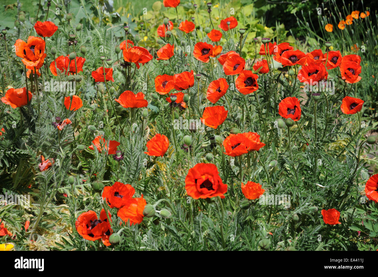 Persian poppy Stock Photo, Royalty Free Image 75076670 Alamy
