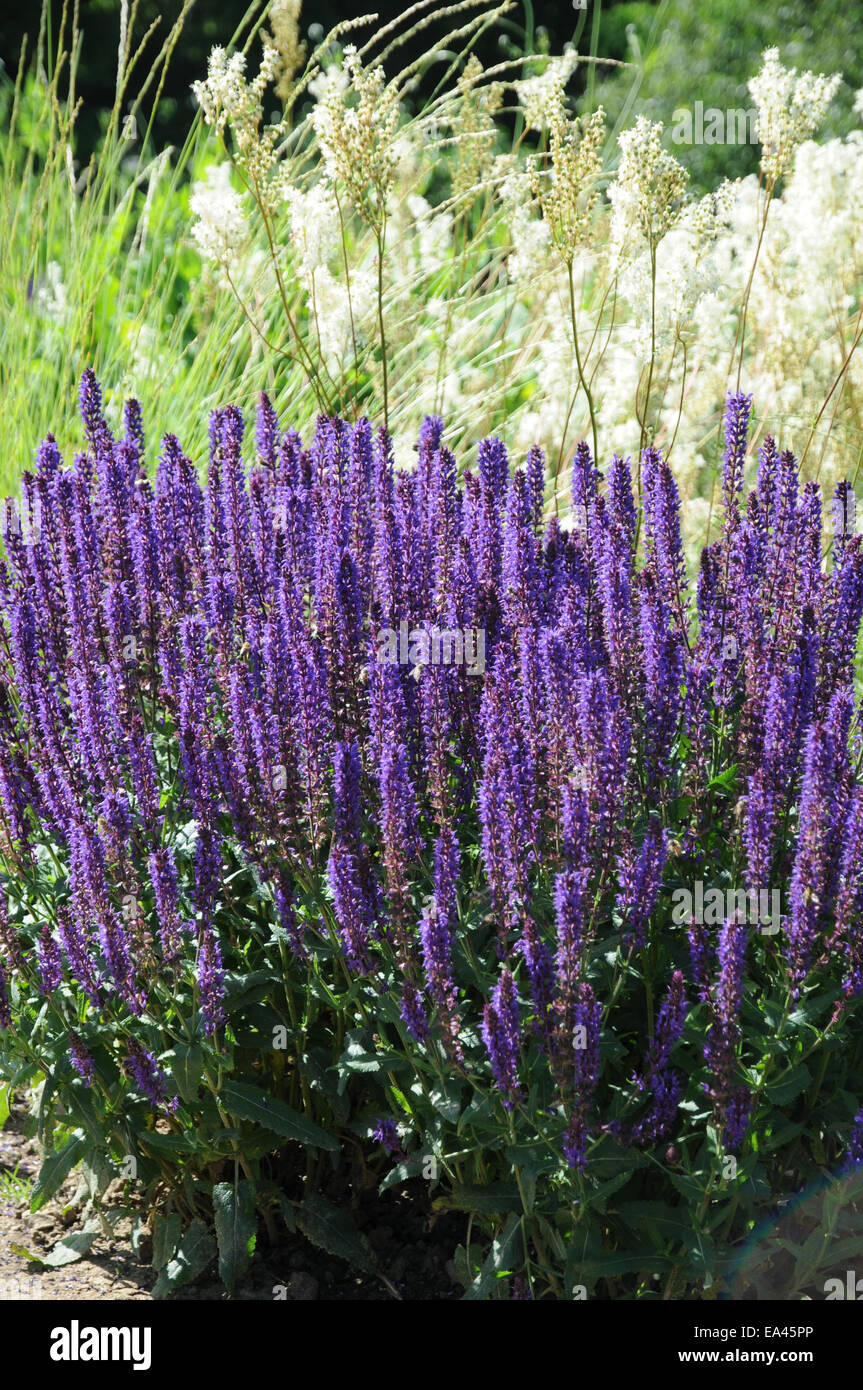 Woodland sage Stock Photo, Royalty Free Image 75080398 Alamy