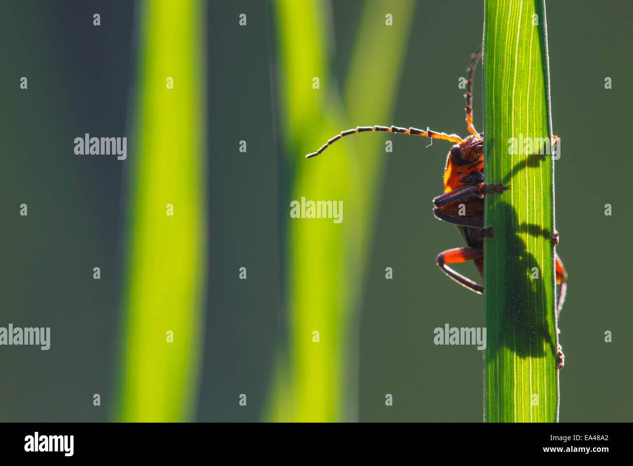 soldier beetle Stock Photo, Royalty Free Image 75082394 Alamy