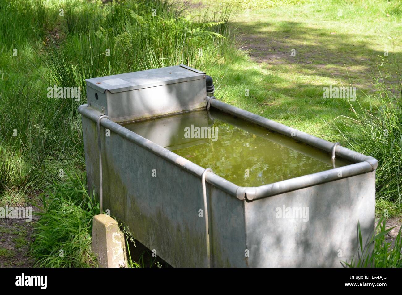 Cattle drinking trough Stock Photo, Royalty Free Image 75084200 Alamy