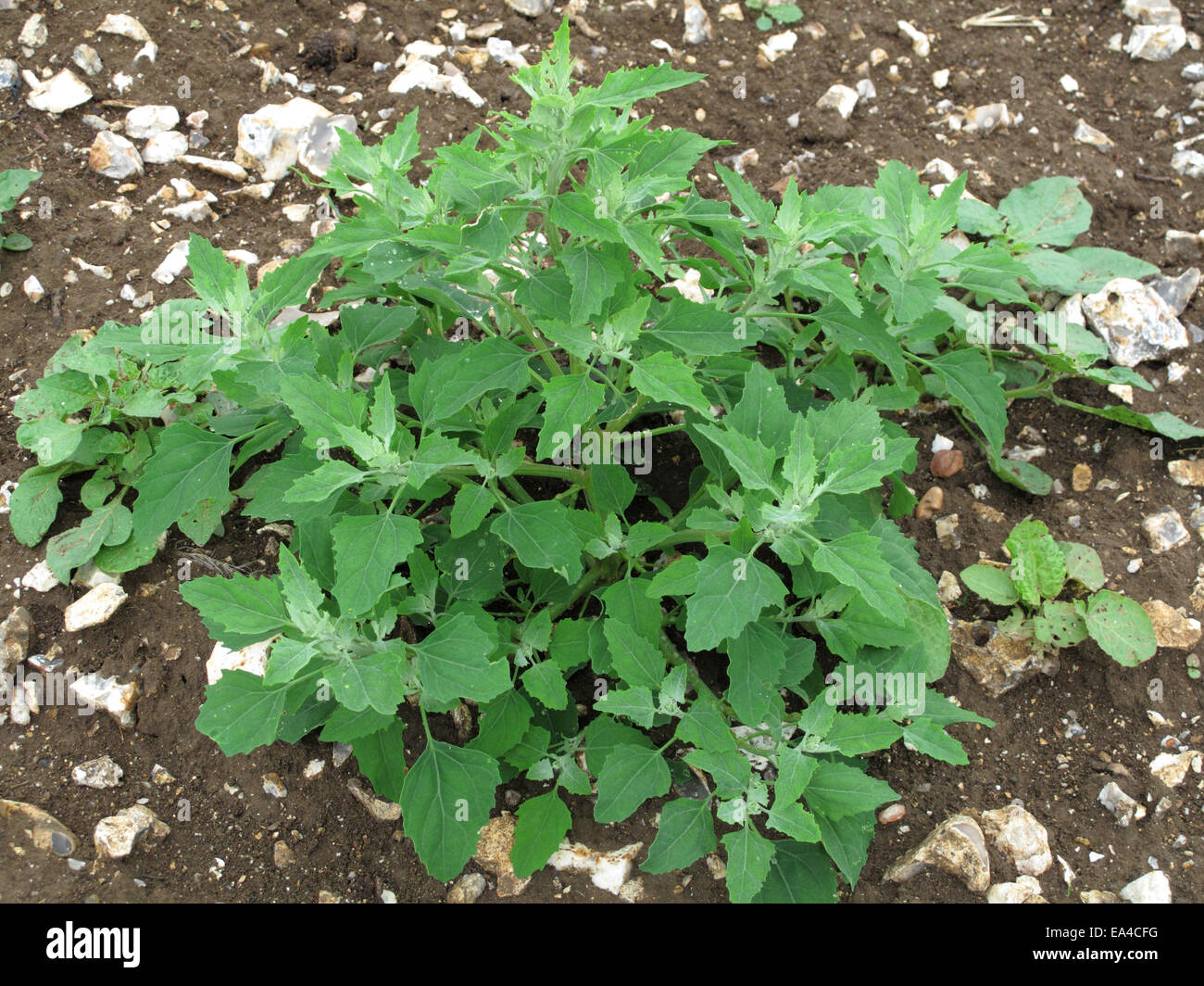 Fat hen, lamb's quarters or goosefoot, Chenopodium album, plant. An