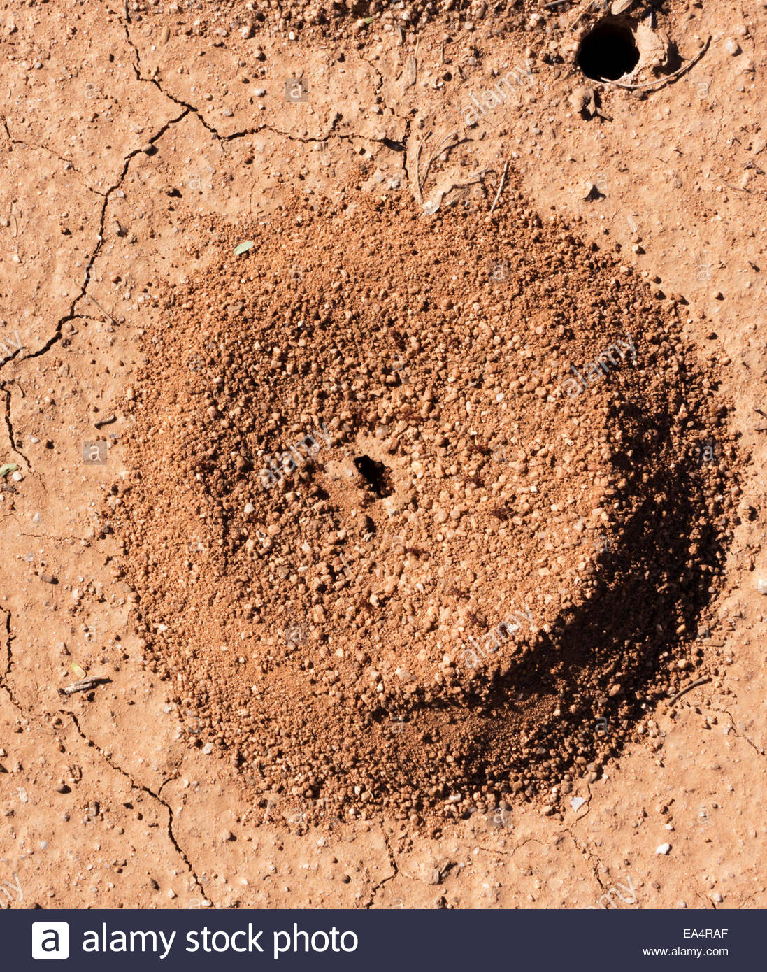 Ant Hill in sandy red soil with ants showing Arizona Stock Photo