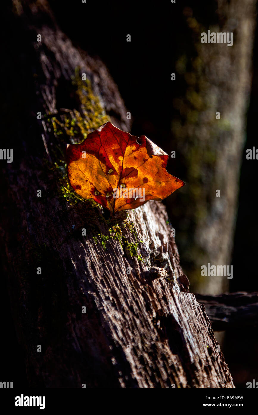 Dry-crumpled-autumn-leaf-clings-to-a-mos