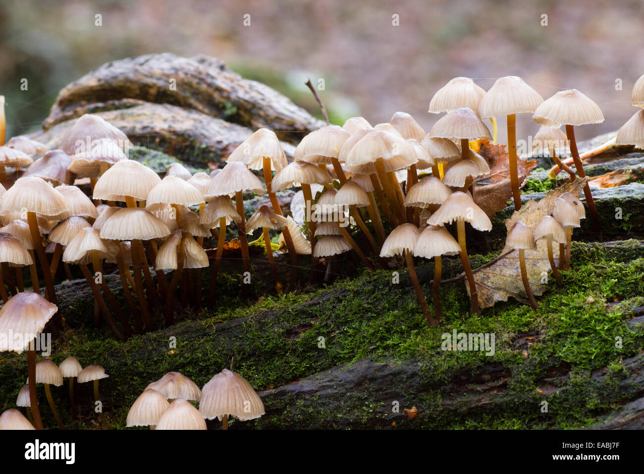 fruiting-mushrooms-of-the-clustered-or-o