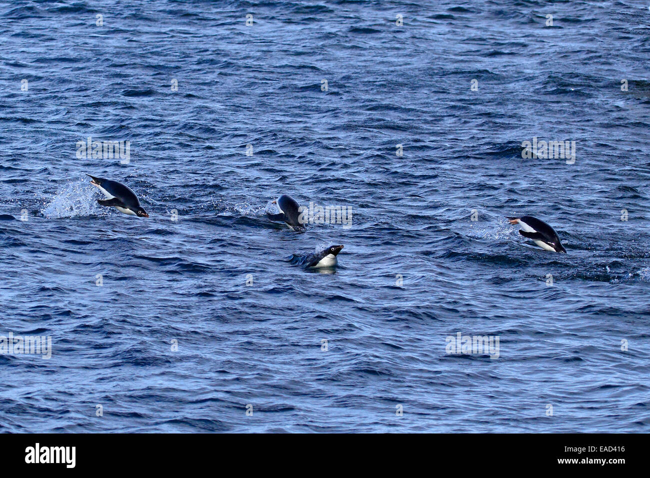 Adelie Penguins Pygoscelis Adeliae Adults Swimming In Water