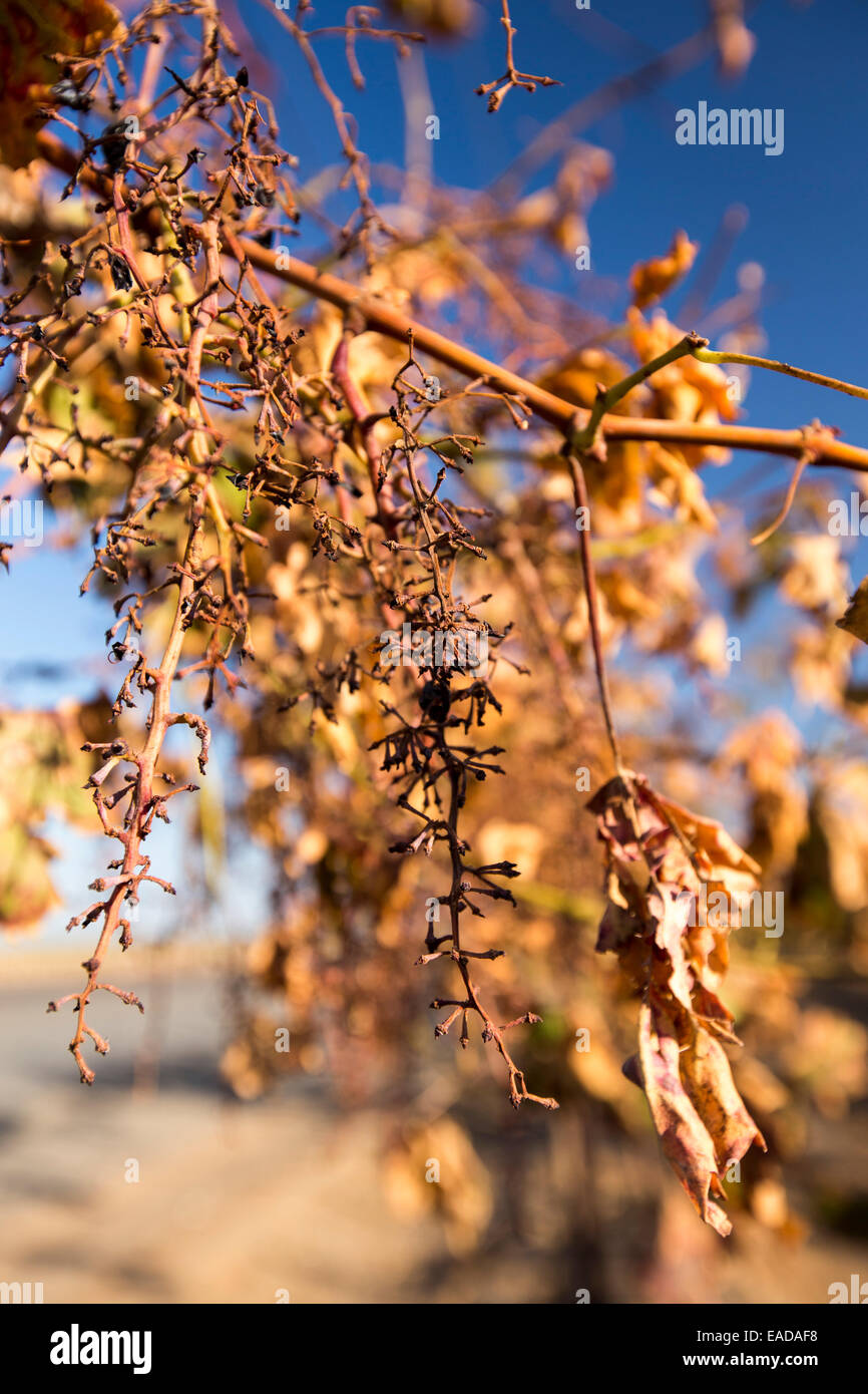 Dying Grape vines in Bakersfield, California, USA that no longer have Stock Photo, Royalty Free