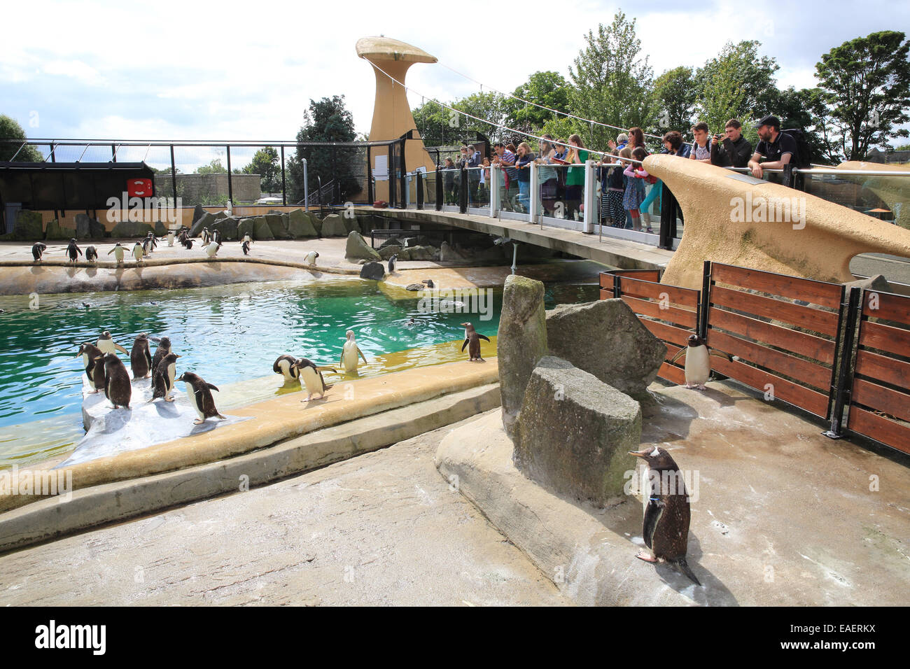 Penguins Rock, the popular penguins enclosure in Edinburgh Zoo Stock