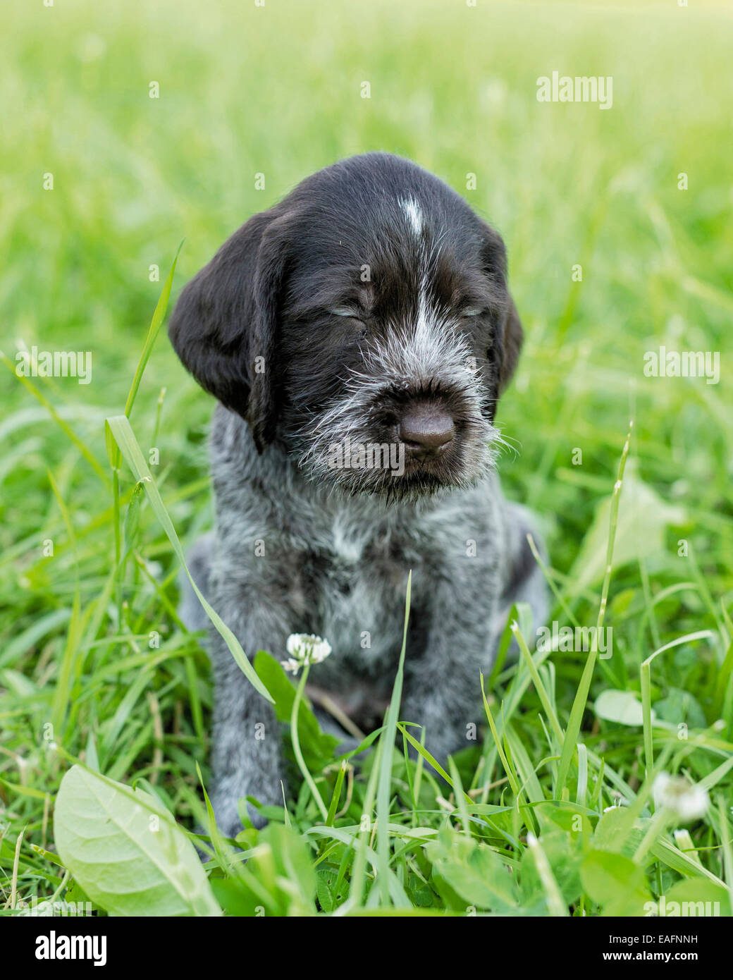German Wirehaired Pointer Puppy Sitting Meadow Sleeping Stock