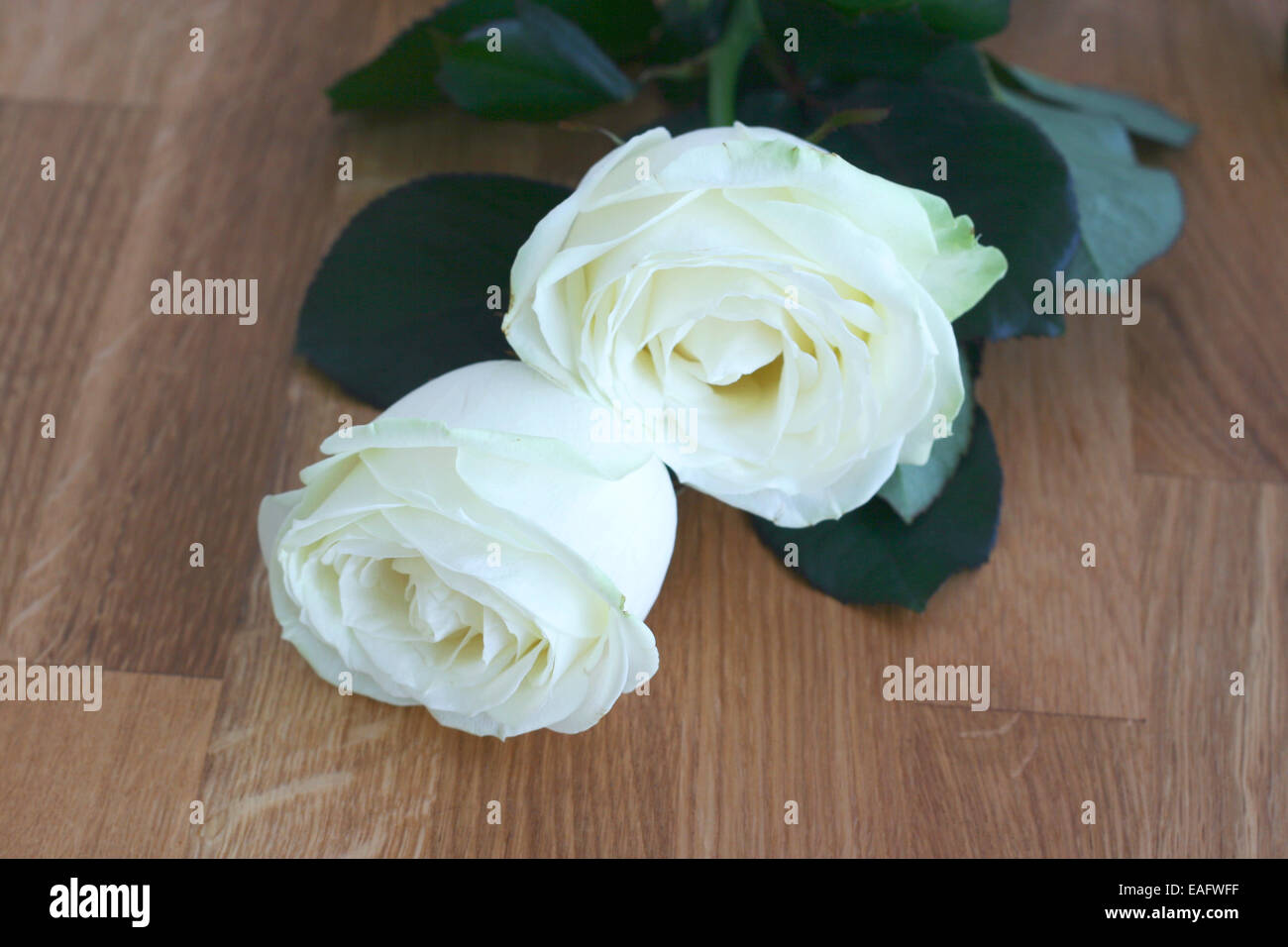 Rose rosen weiss weisse holz maserung holzbrett brett platte stock ... Holz arbeitsplatte