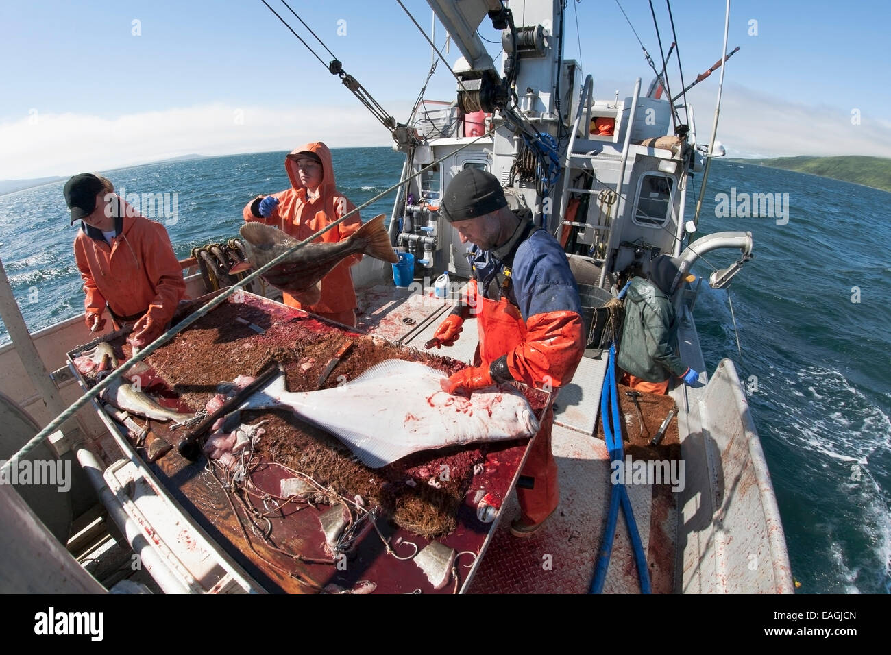 Gutting Halibut While Commercial Longline Fishing Near Cold Bay Stock