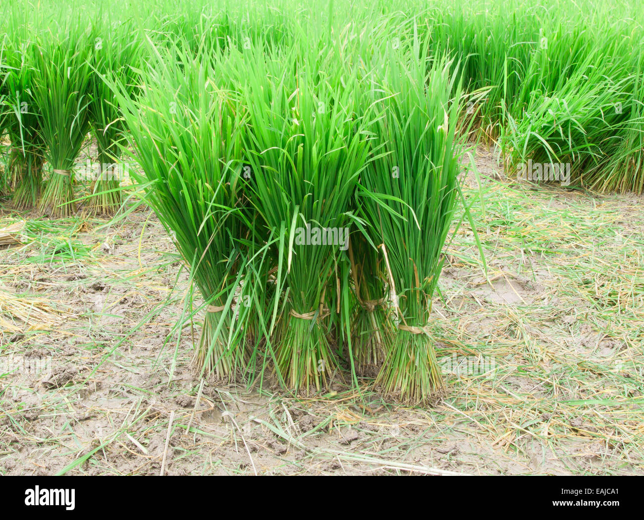 Rice Seedlings Paddy Stock Photos Rice Seedlings Paddy Stock Images