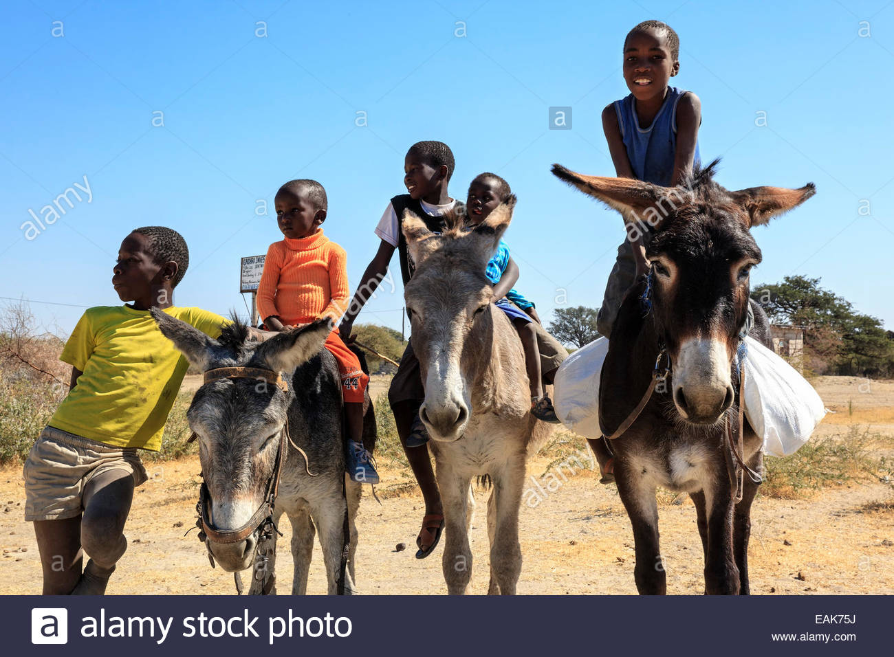 How to Buy Donkeys How to Buy Donkeys