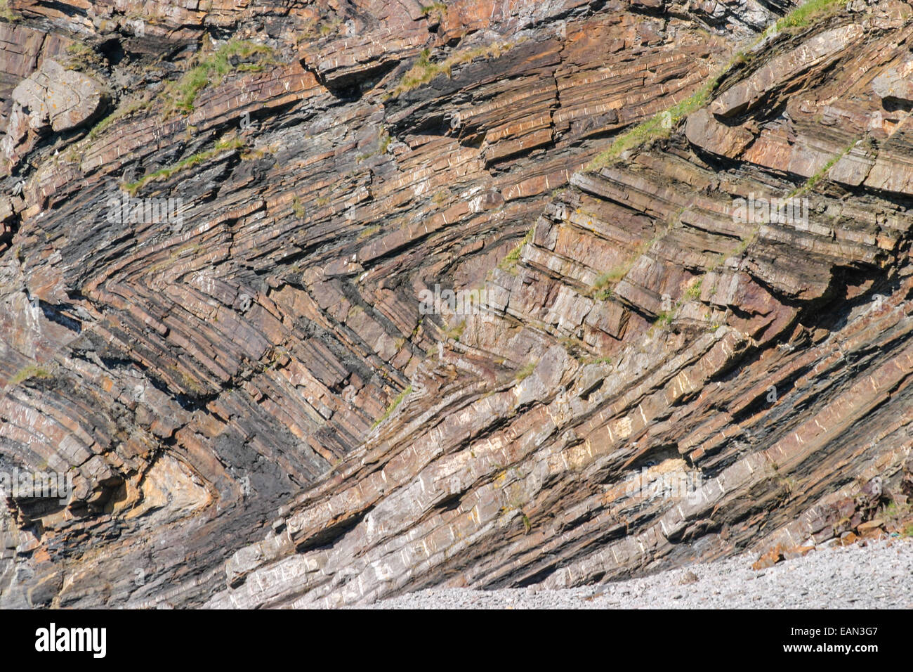 Chevron folding in geological strata at Millook Haven near Stock Photo