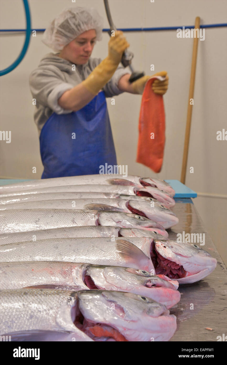 Dancing Salmon Fish Processing Facility, Dillingham, Ak Stock Photo