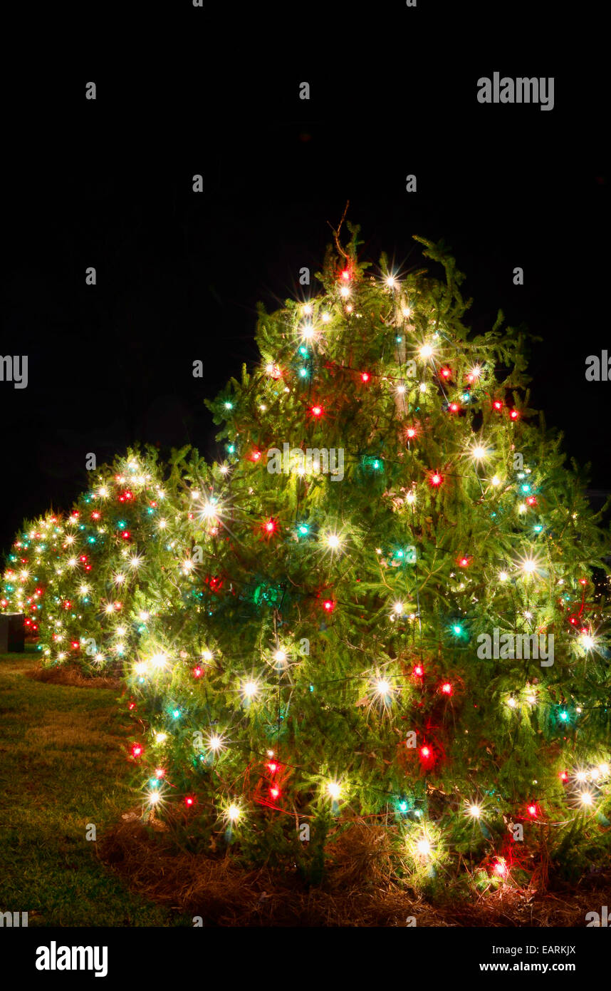 Outdoor Christmas Trees have been decorated with red, green and white Stock Photo, Royalty Free ...
