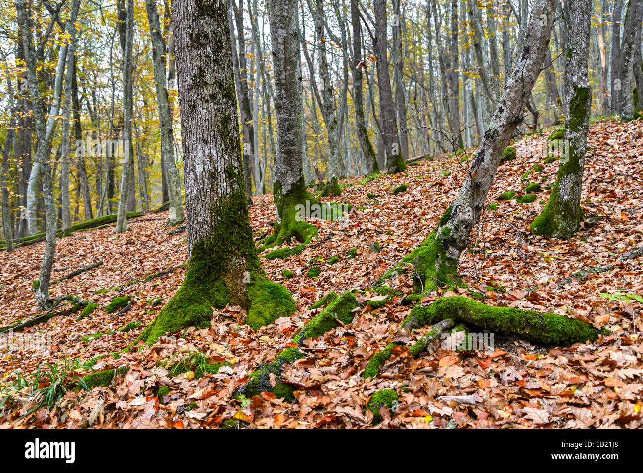 The Moss On The Tree Trunk Stock Photo Alamy