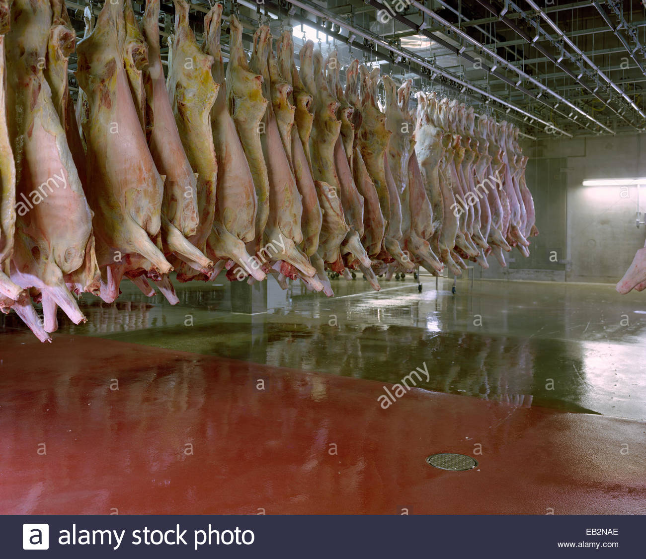 Cattle carcasses at a meat packing plant cooler in Texas