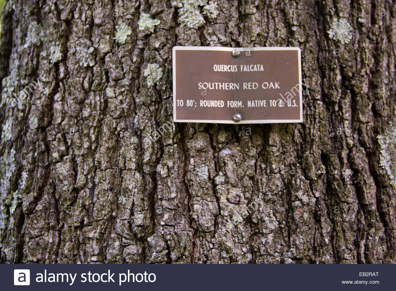 Close view of the bark and trunk of a southern red or Spanish oak Stock