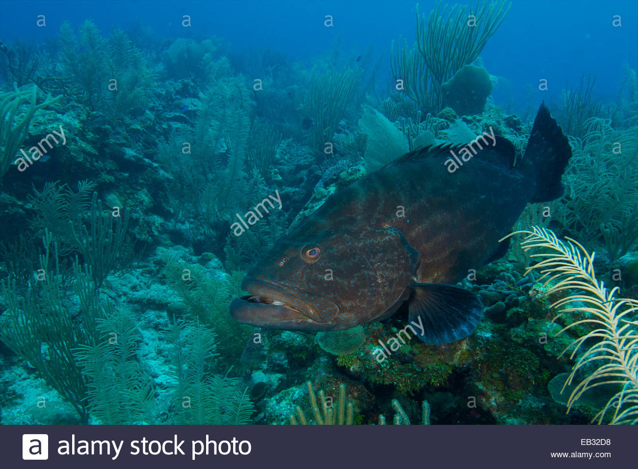 Large black groupers (Mycteroperca bonaci) frequent scuba diving Stock