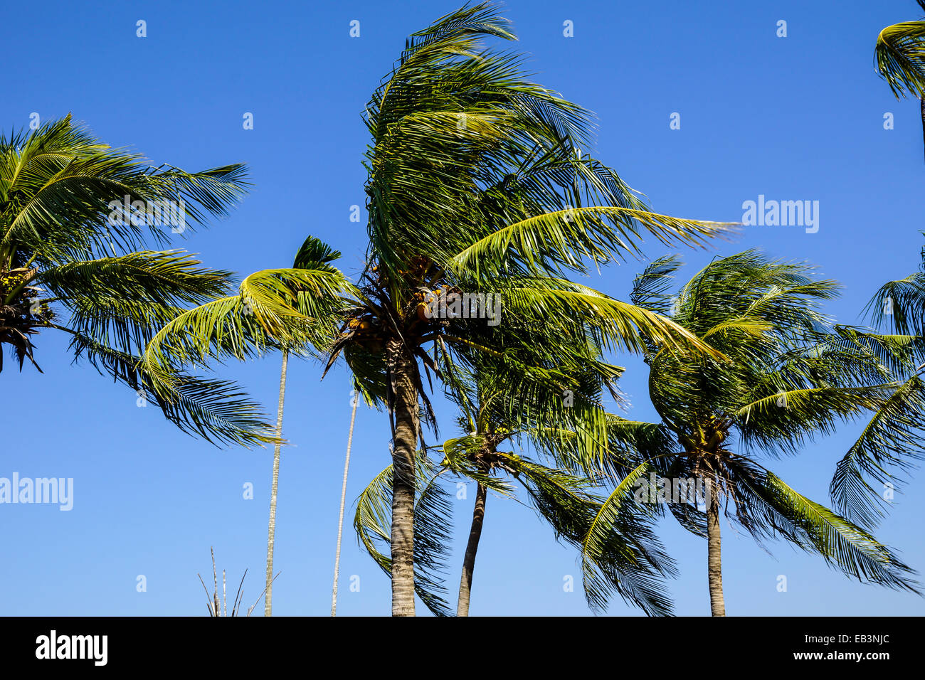 Coconut palm trees swaying in the wind, Cox's Bazar, Bangladesh Stock