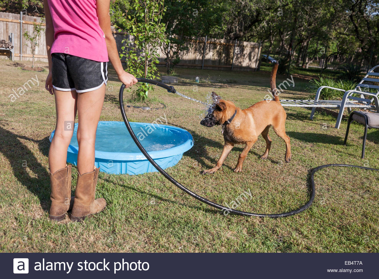 belgian malinois size at 6 months belgian malinois military working dog stock photos u0026 belgian belgian malinois size at 6 months belgian malinois military working dog stock photos u0026 belgian