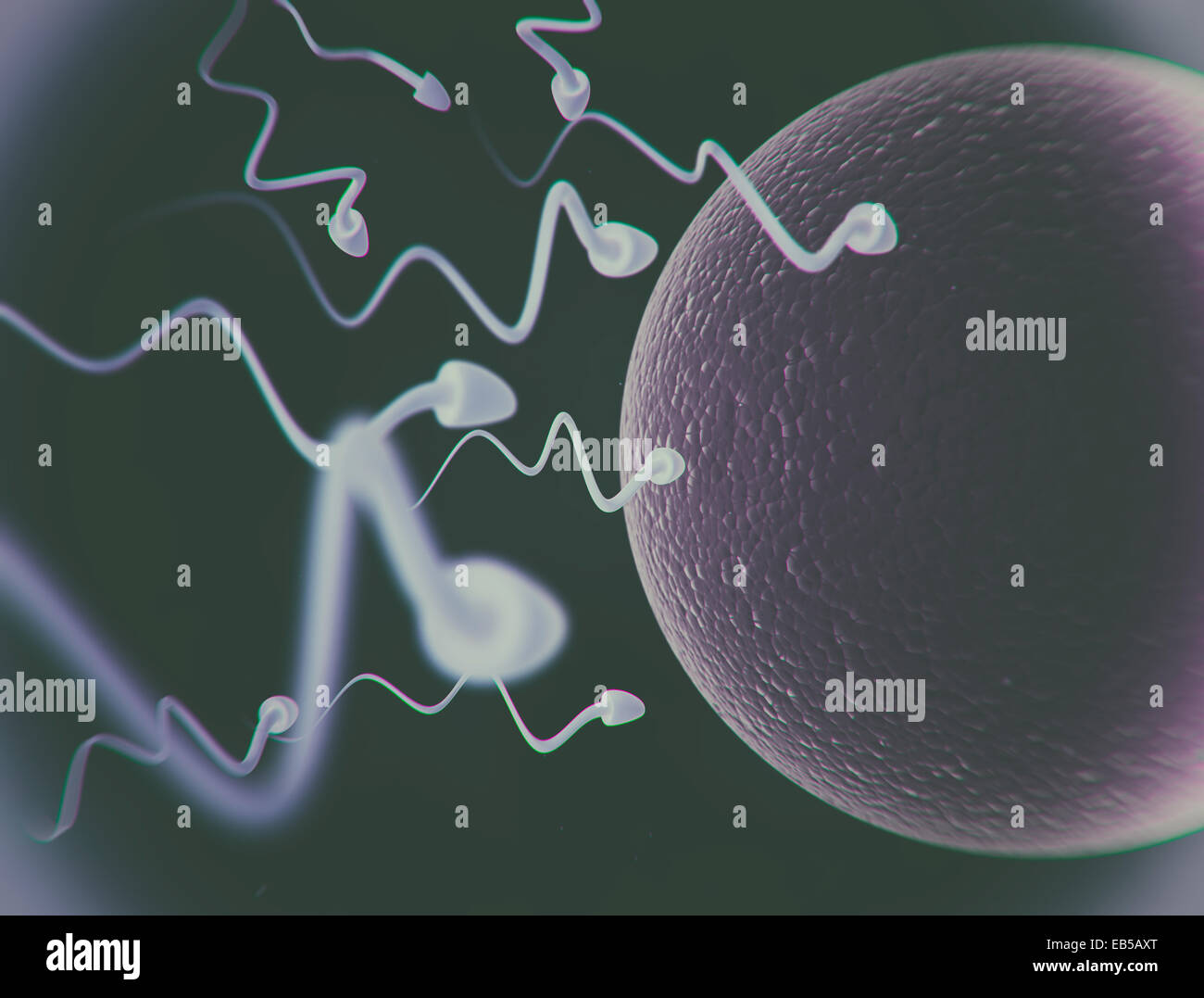 Human sperm to human egg Gay double penetration breeding