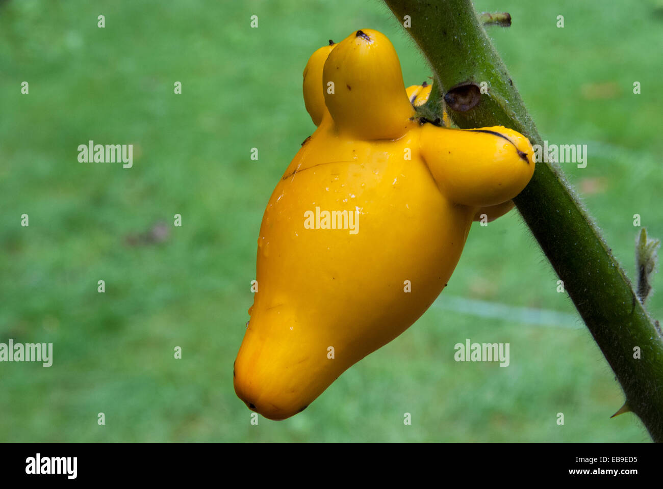 the strange fruit of solanum mammosum a member of the nightshade